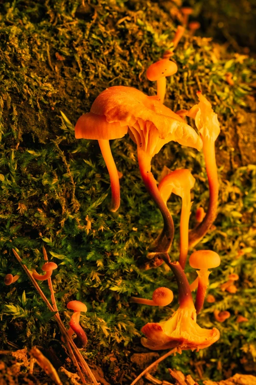 several small mushrooms growing on a green grass