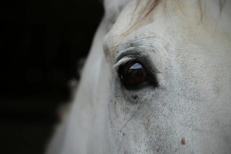 a close up of the eye of a white horse