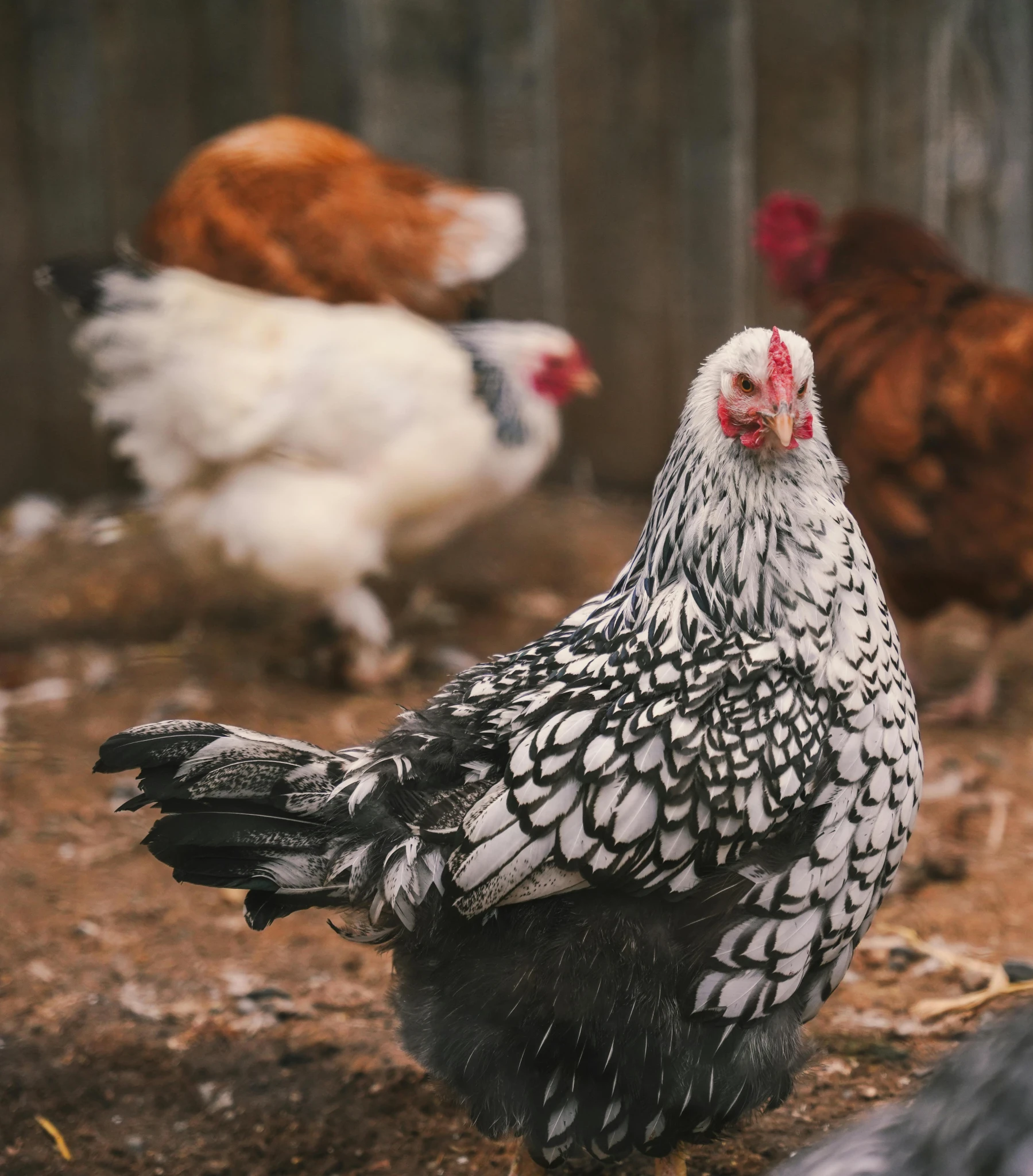 four chickens are standing in a line by the fence