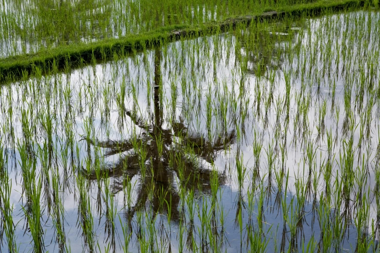 a lone palm tree sits out among the plants in a flooded area