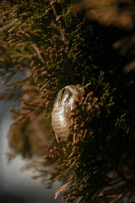 an insect sitting on top of a green tree