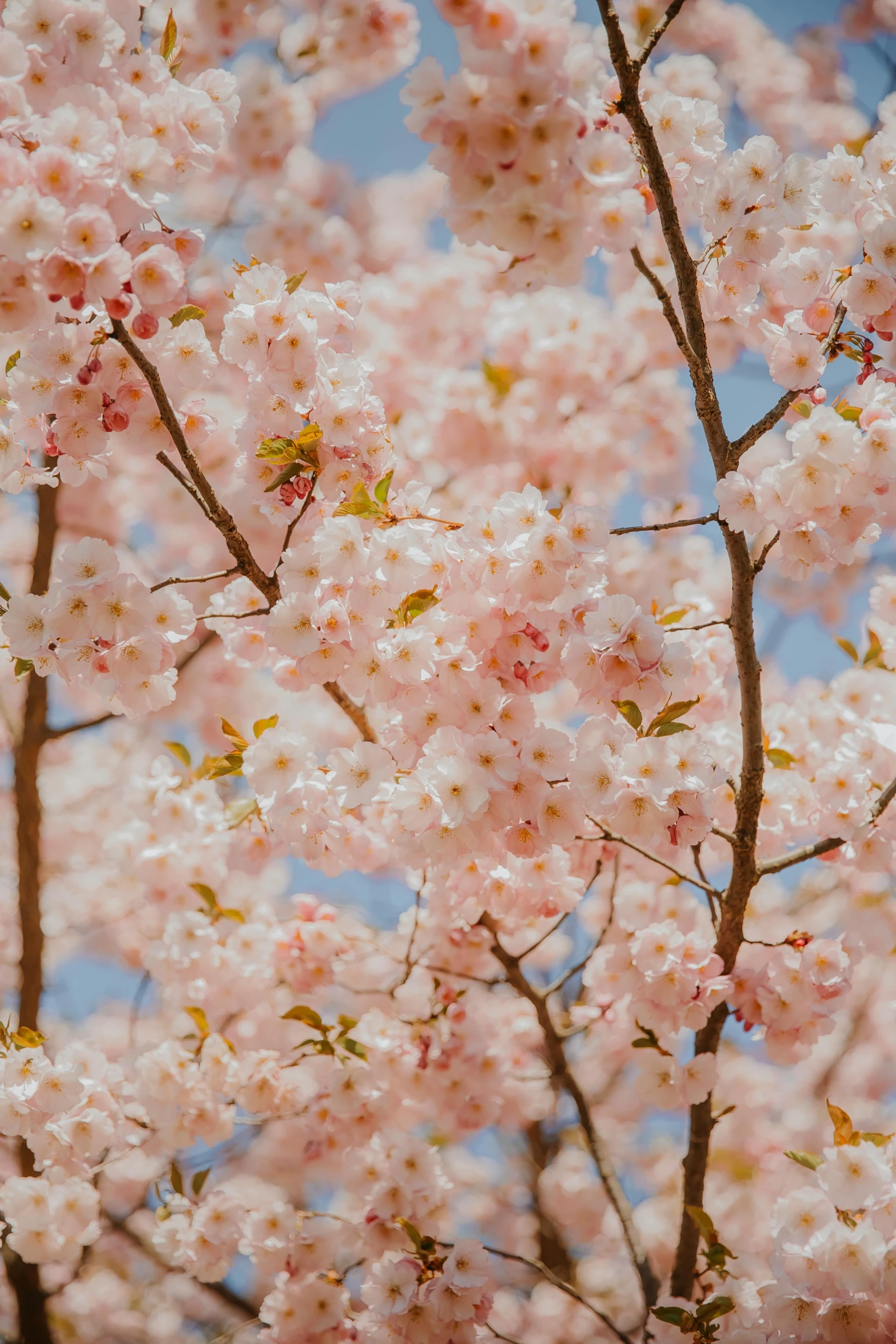 close up of some nches with pink flowers