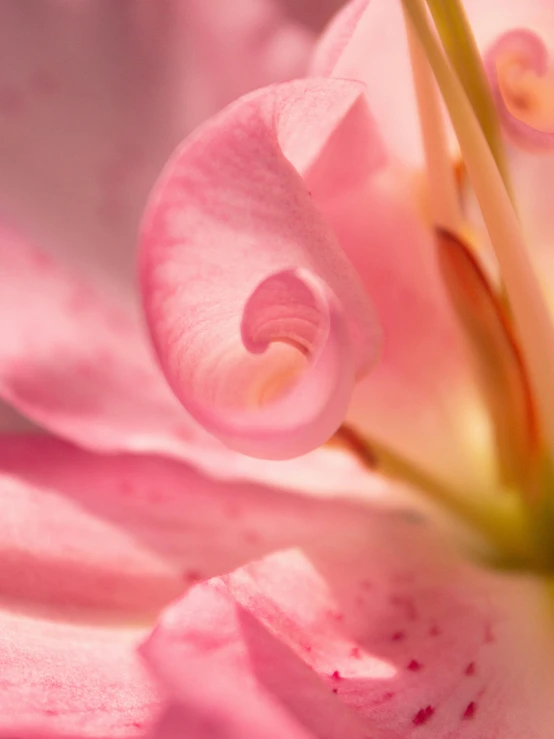 some pretty pink flowers with lots of light pink petals