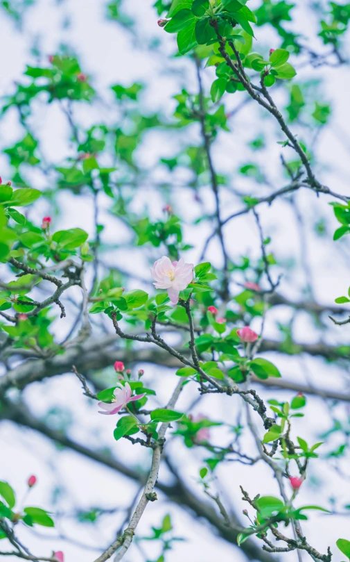 a close up of a tree with pink flowers