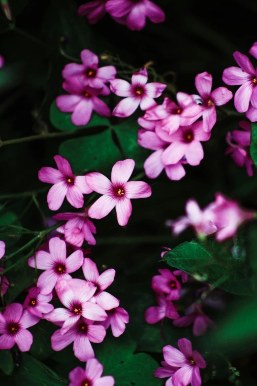 bright purple flowers on the bush of a tree