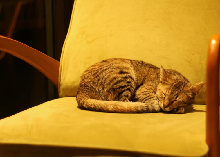a cat laying on a chair and sleeping