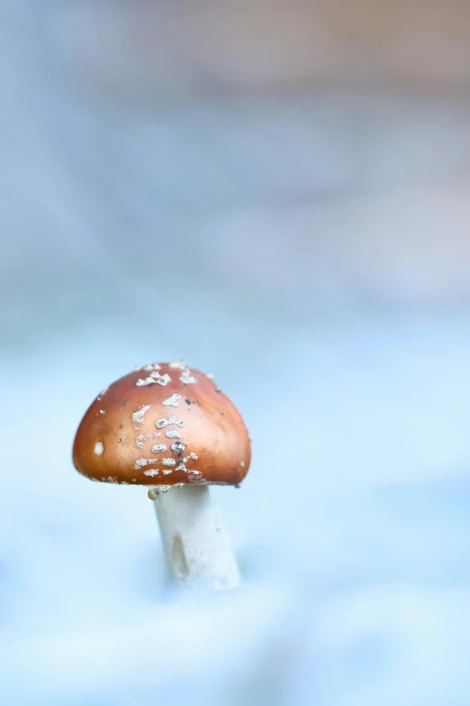 the mushroom on the right is brown in color