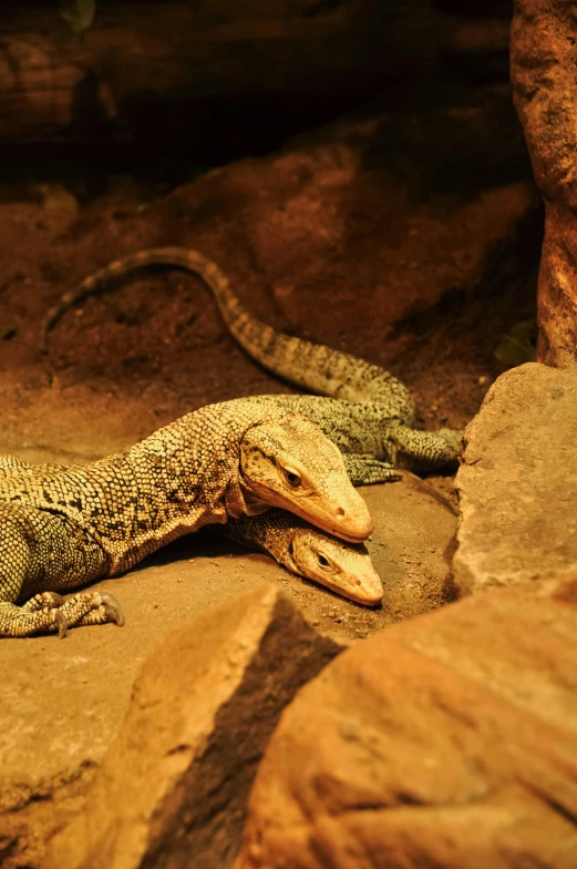 a lizard laying on the ground next to rocks