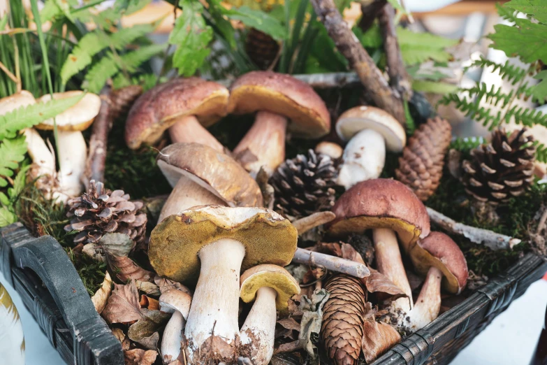 mushrooms and pine cones are in a black basket