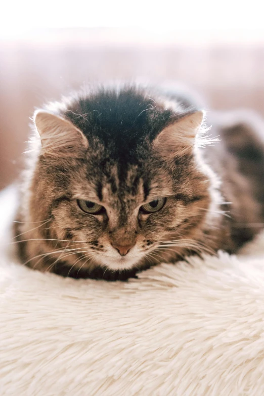 cat on white carpet with soft light coming from behind