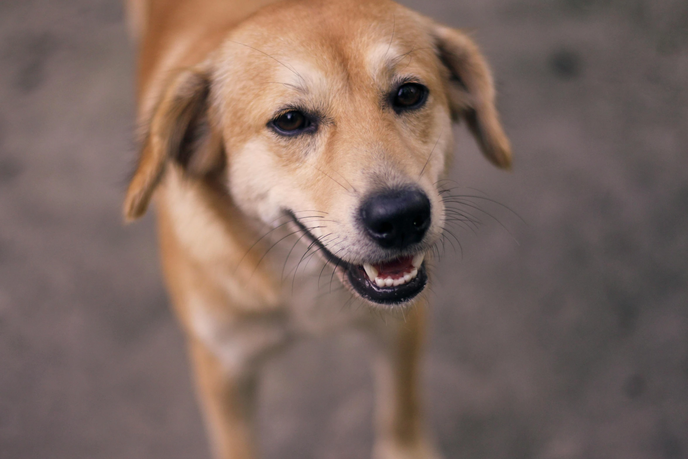 a close up of a very cute looking dog