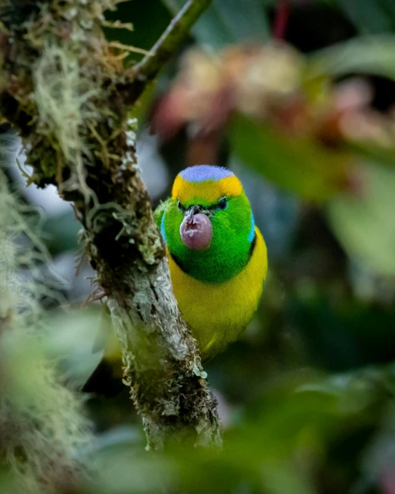 the yellow, green, and blue bird is perched on the nch