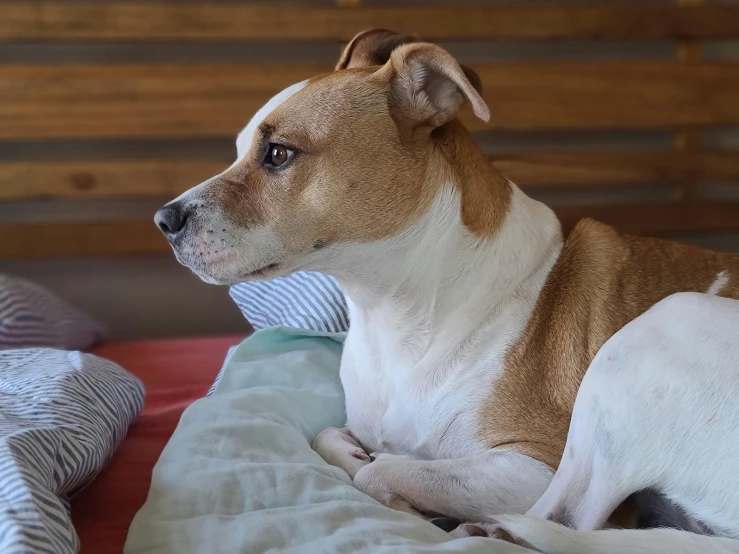 a dog laying on top of a bed on top of a bed