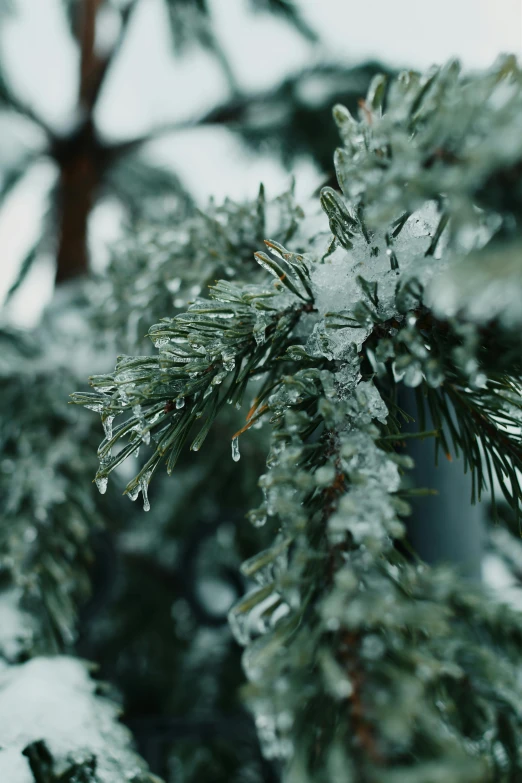 snow and ice covered pine needles against a tree