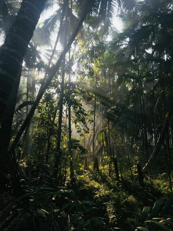 the sun shines through the tropical forest