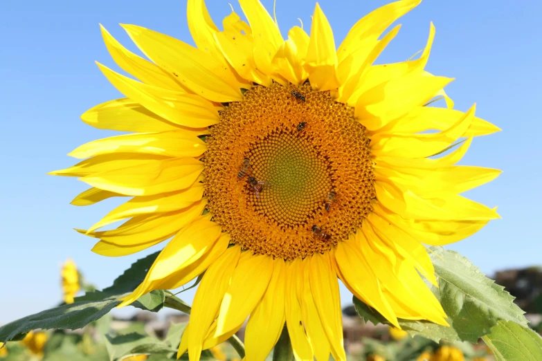 a large yellow sunflower in full bloom