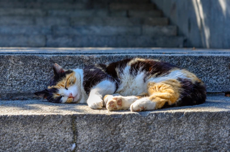 a cat is curled up and sleeping on steps