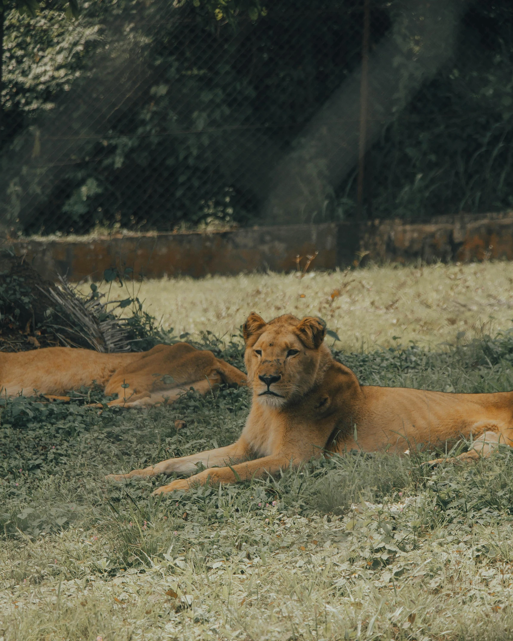 two lions laying on the ground in an enclosure