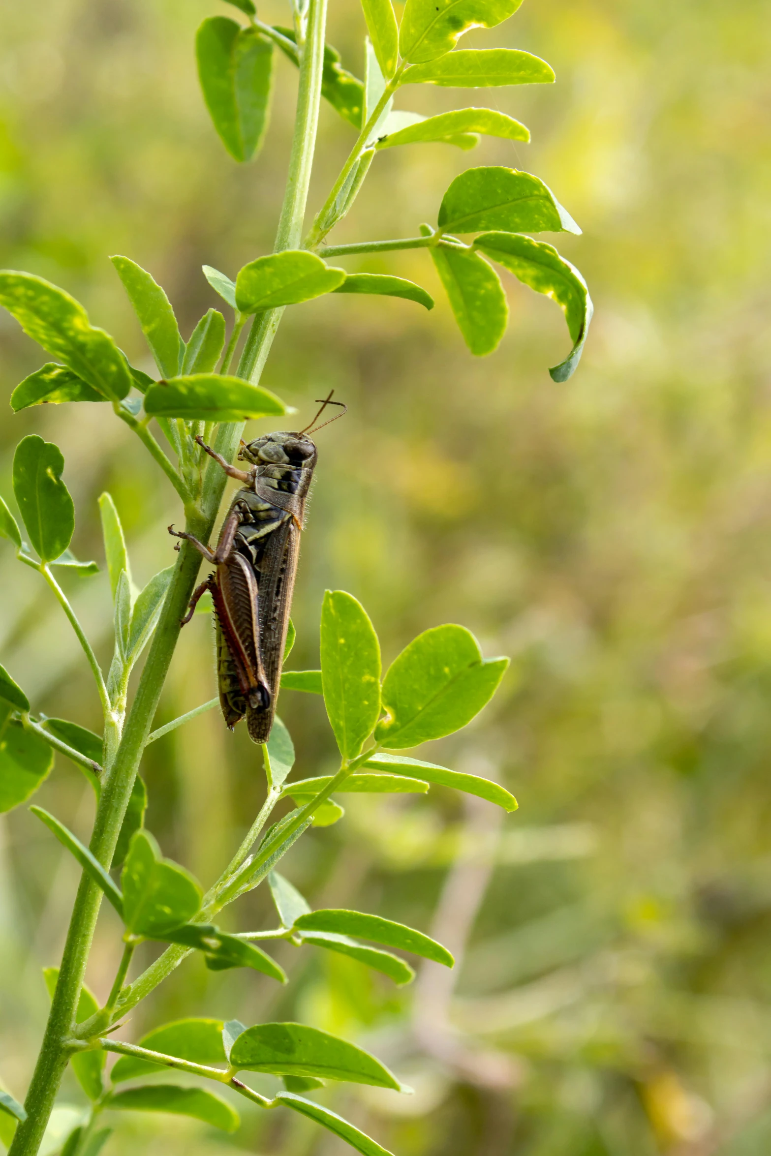 the bug is sitting on a nch near some green leaves