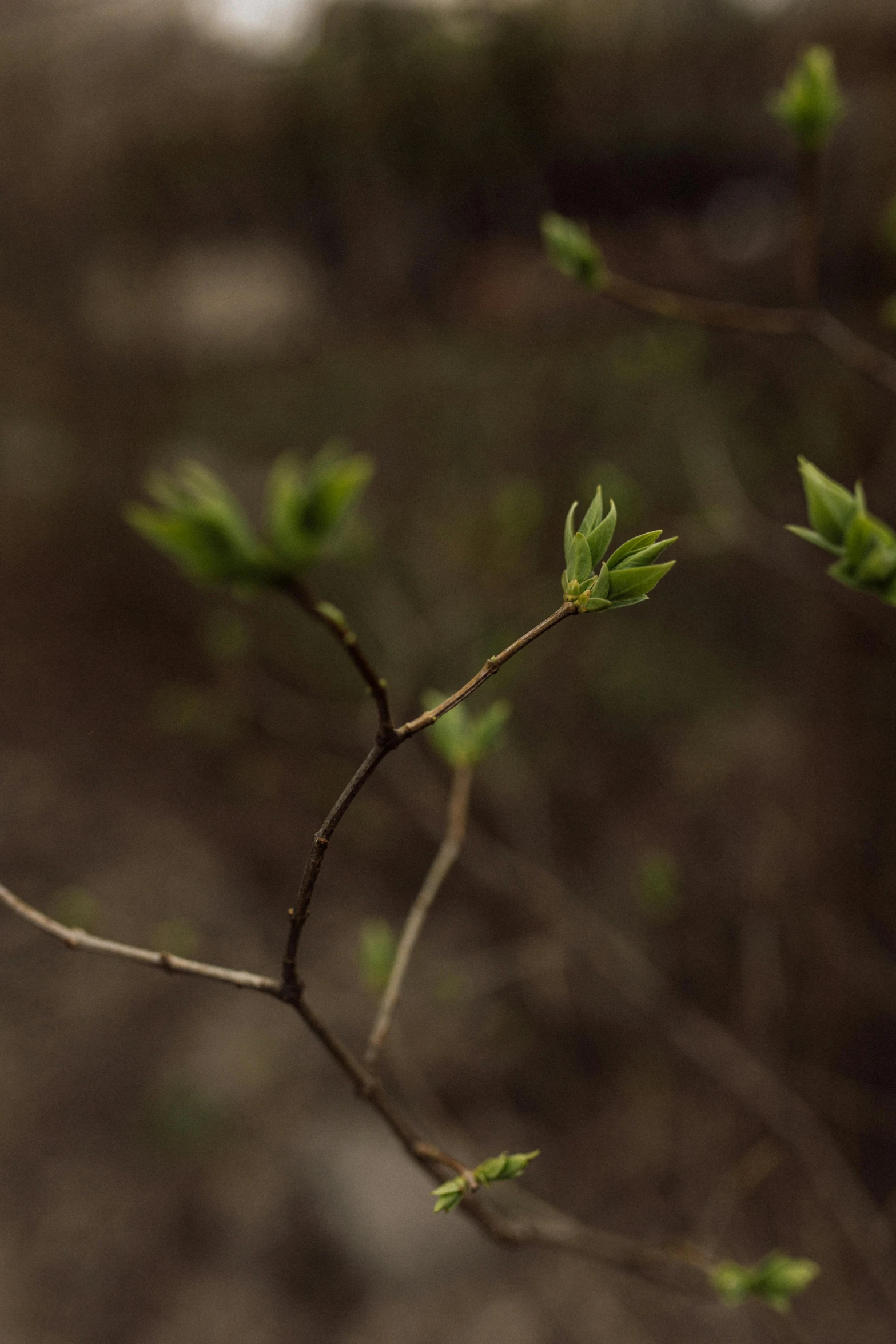 a flower is seen through the nches of a tree