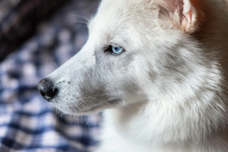 the close up of a white dog with blue eyes