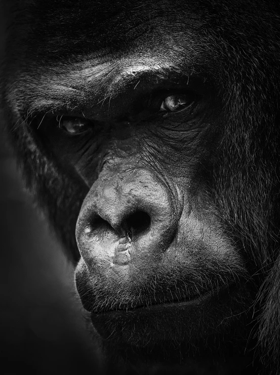 the black and white po shows an image of a gorilla