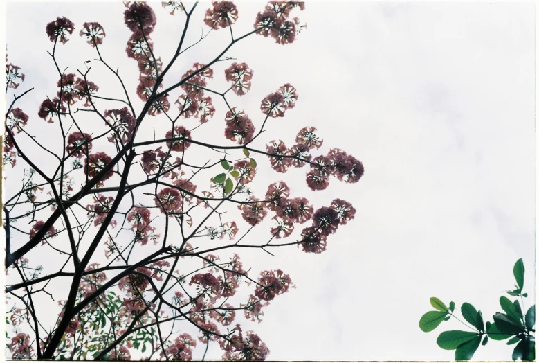 some pink and green flowers on a tree