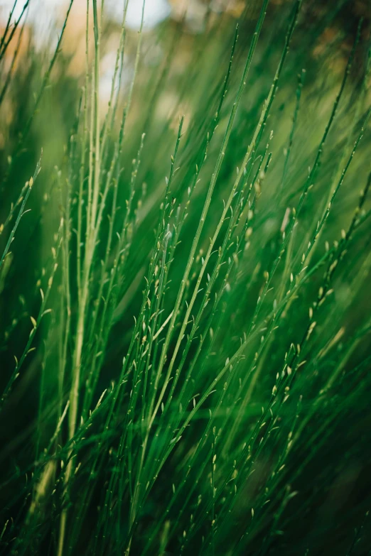 a green grass covered in drops of dew