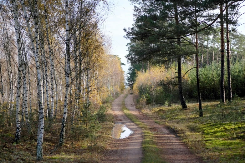 a dirt path going through a grove of trees