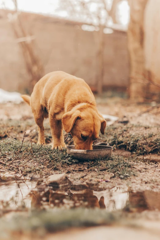 a puppy stands on some dirt and grass, eating soing