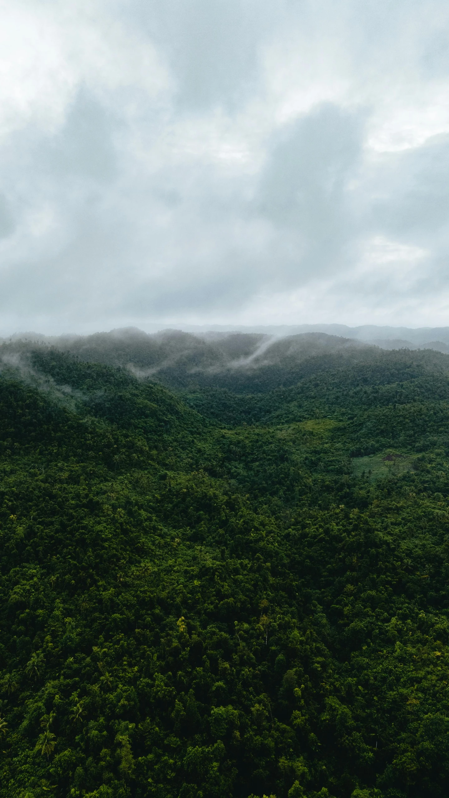 there is a forest filled with trees and mountains