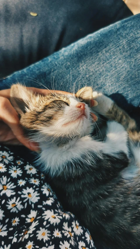 cat sleeping on woman's lap with it's paw up to its face