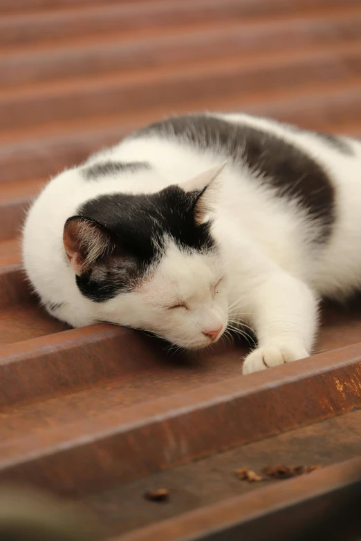 cat sleeping on the ground next to a wood deck