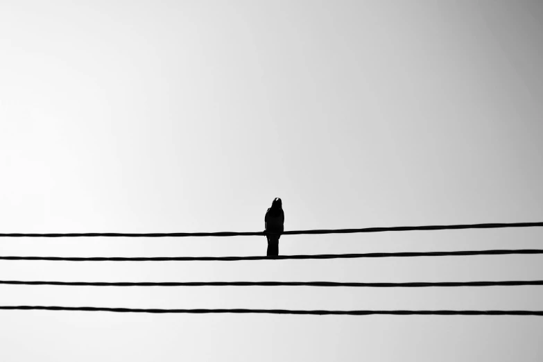 a bird on an electric wire with gray skies in the background