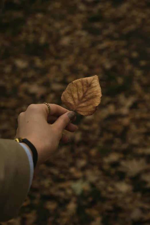 a person holds up a brown leaf with their hand