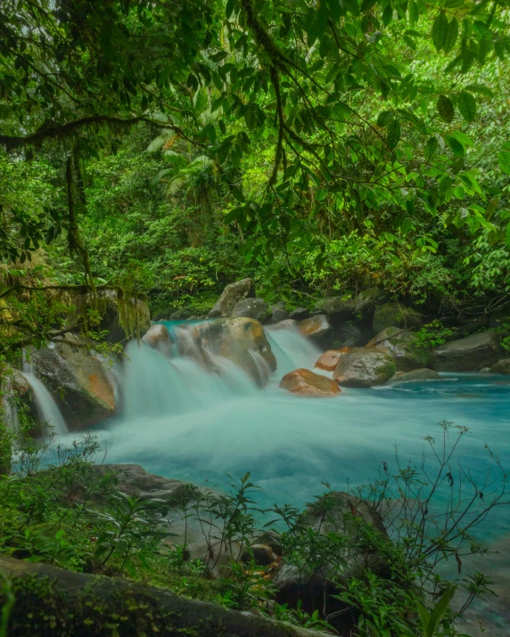 a river flowing in a jungle filled with lots of water