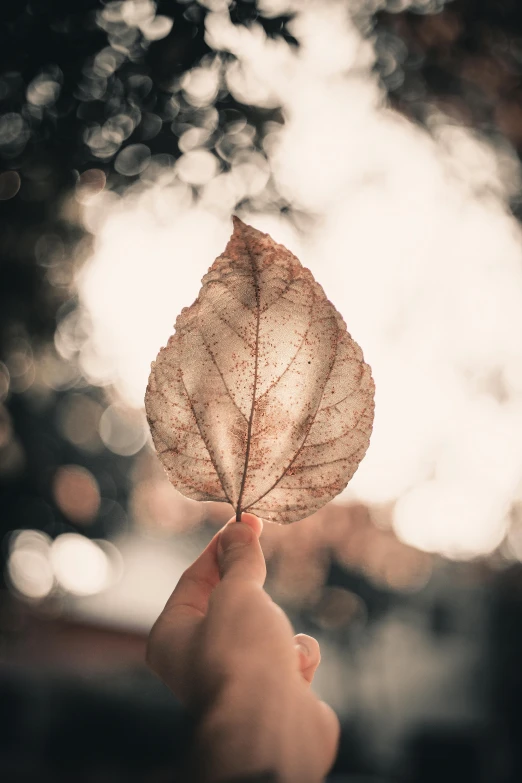 a person's hand holding a leaf on top of each other