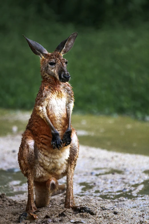 the young kangaroo standing in shallow water looks at soing