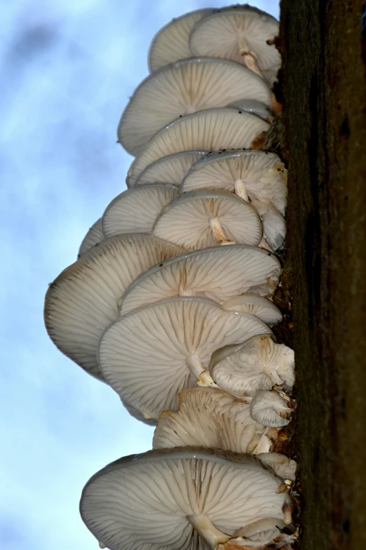 a group of small white mushrooms sitting on top of a tree