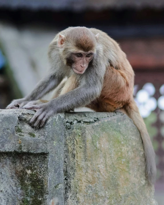 a monkey that is sitting on a rock