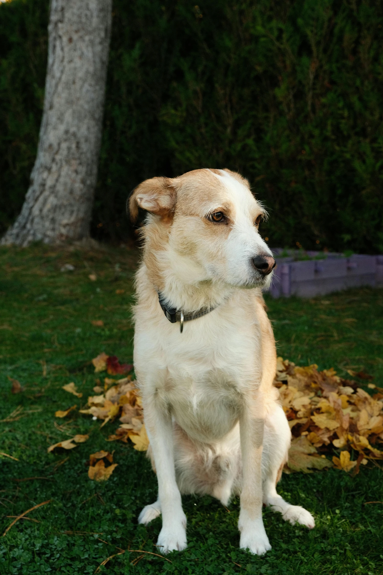 a dog sitting in the yard surrounded by leaves