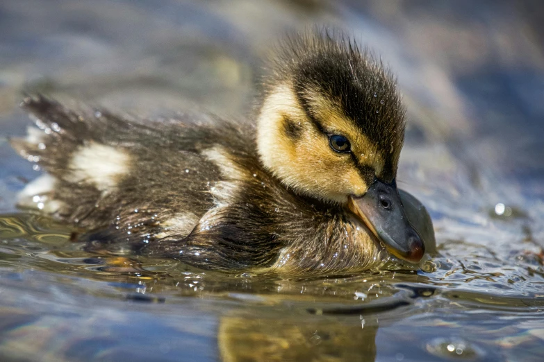 a close up of a small duck swimming in water