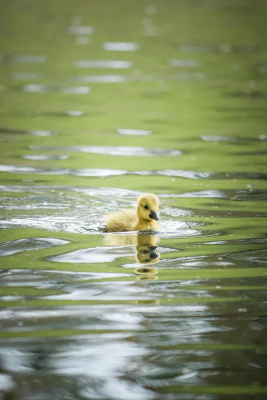 a duckling is swimming in the calm water