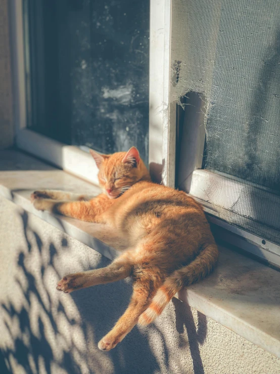 an orange tabby cat sleeping on the window sill