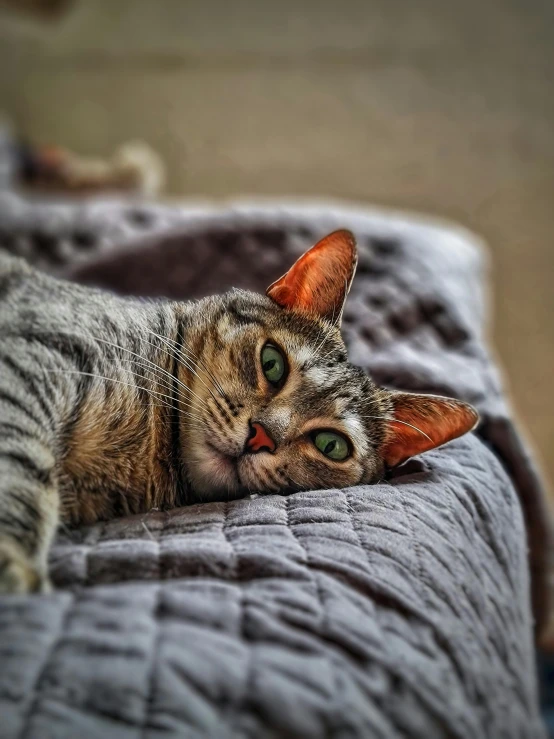 a cat laying on a bed looking at the camera