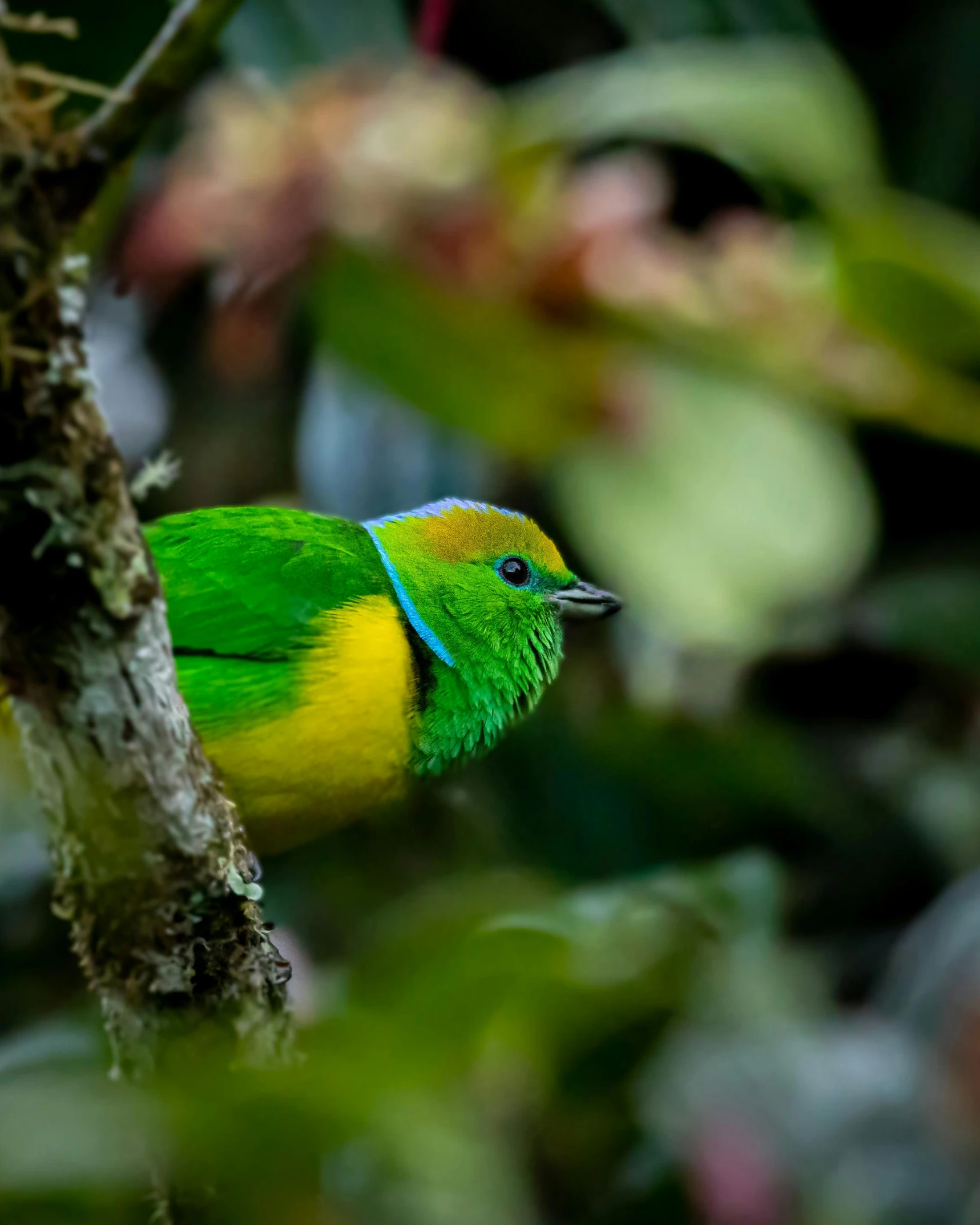 a bright green bird with blue wings perched on a tree nch