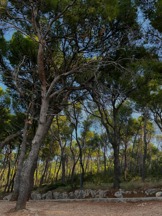 there is an elephant under the trees