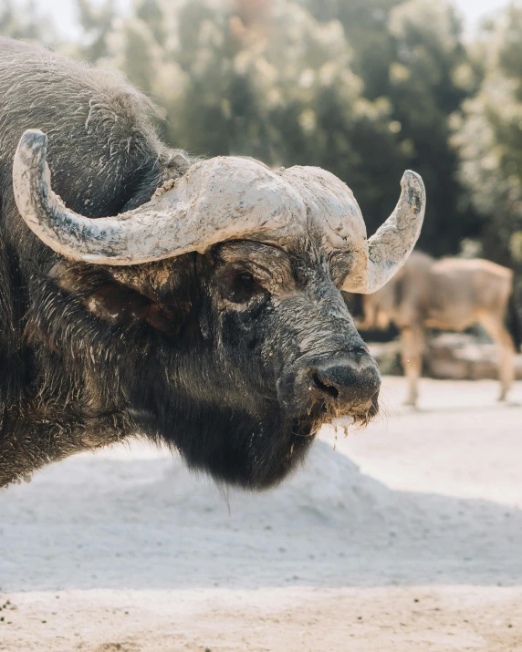 a bull with very long horns standing in an enclosure