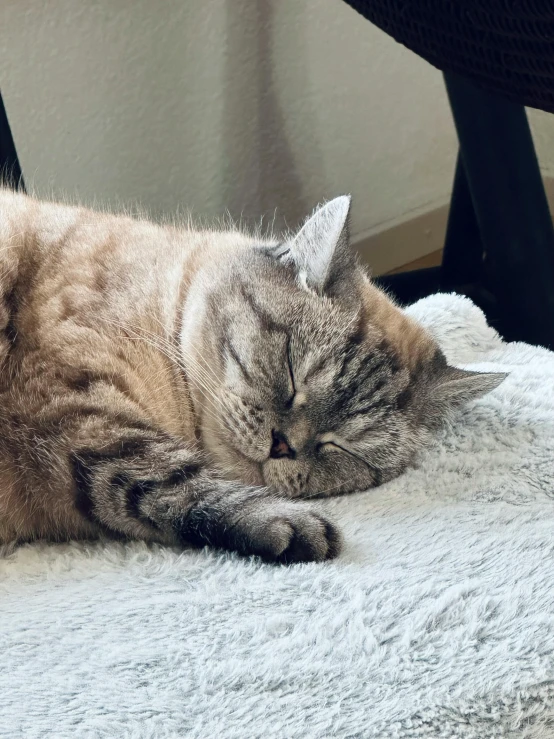 a fluffy cat curled up asleep on a white blanket