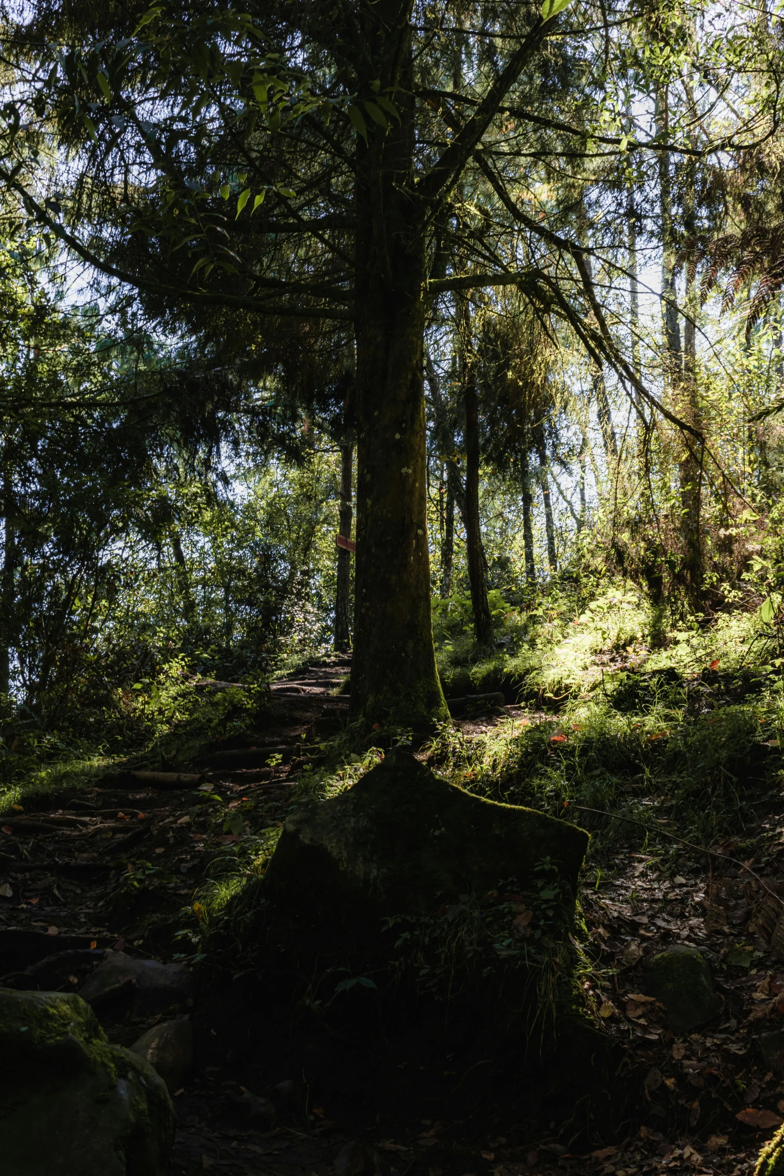 an area with lots of trees and leaves, including an empty stump